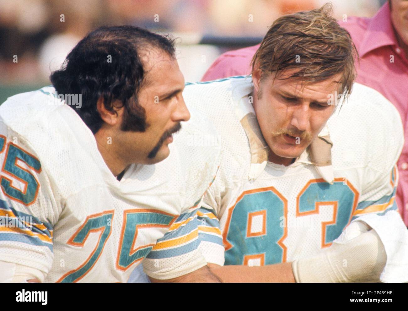 1973 dolphins