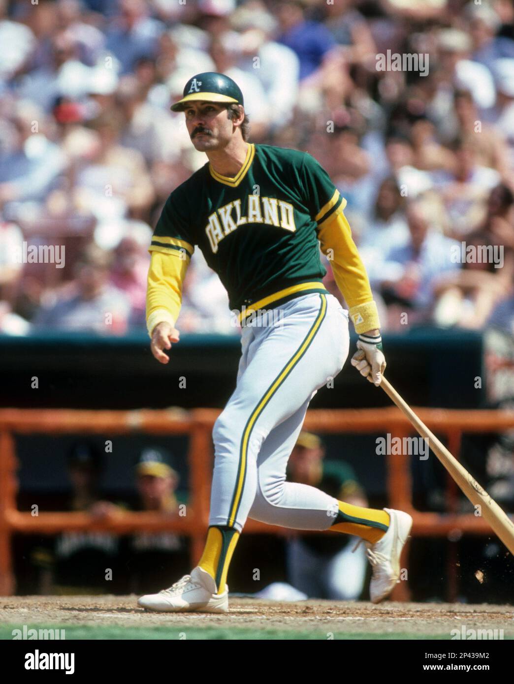 Circa 1980's: Dave Kingman of the Oakland Athletics. (Icon Sportswire via  AP Images Stock Photo - Alamy
