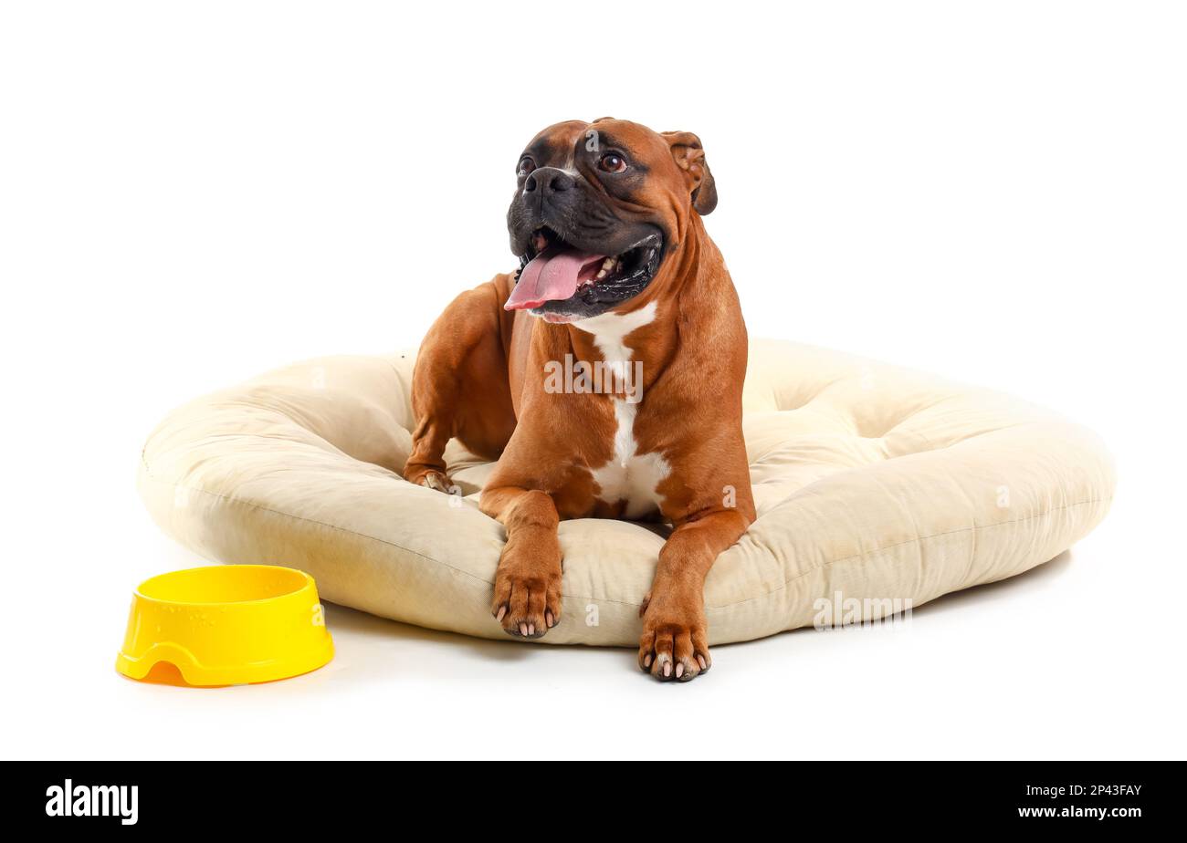 Boxer dog lying in pet bed on white background Stock Photo Alamy