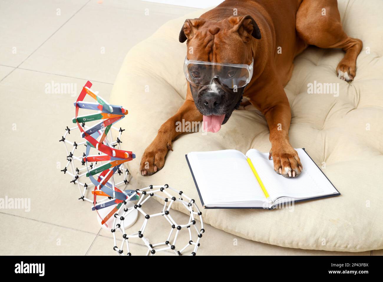 Boxer dog with safety goggles, notebook and molecular models on pet bed