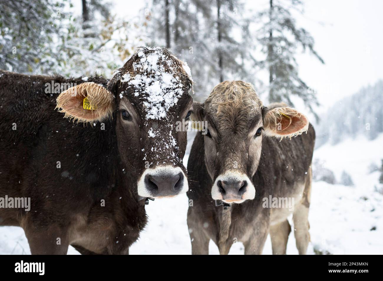 Two cows stand in the snow near Lenzerheide, eastern Switzerland ...