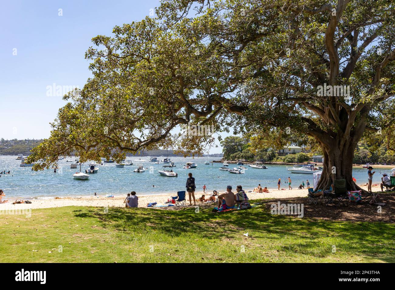 Balmoral Beach in Sydney,NSW,Australia, large beach tree casting shade