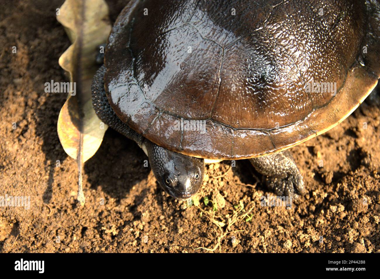A rare and threatened species of freshwater turtle, the critically endangered Rote Island's endemic snake-necked turtle (Chelodina mccordi) is photographed at a licensed ex-situ breeding facility in Jakarta, Indonesia. Stock Photo