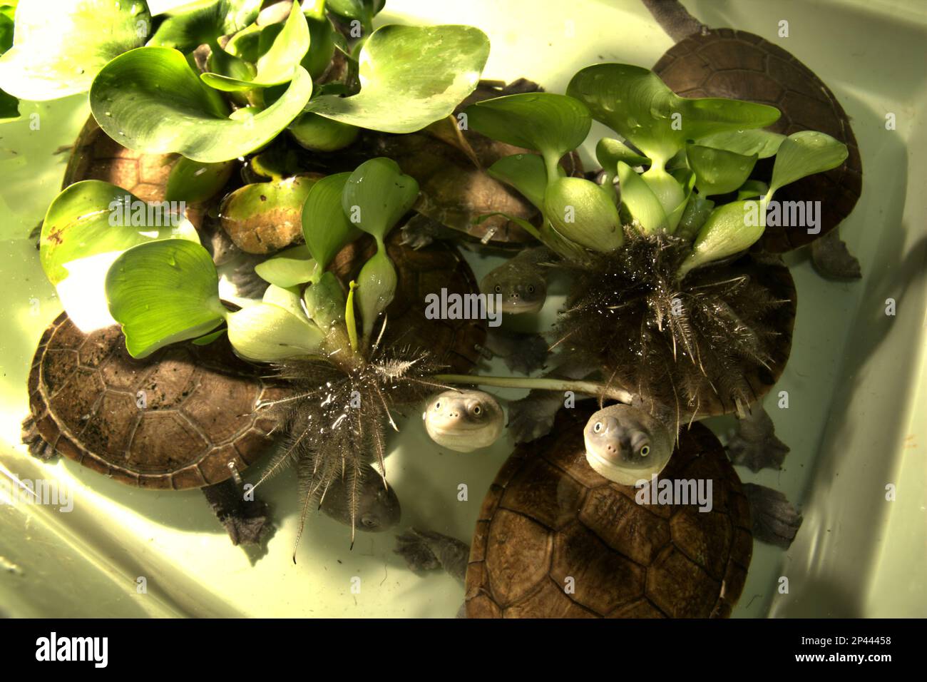 Rare and threatened species of freshwater turtle, the critically endangered Rote Island's endemic snake-necked turtles (Chelodina mccordi) at a licensed ex-situ wildlife breeding farm in Jakarta, Indonesia. Stock Photo