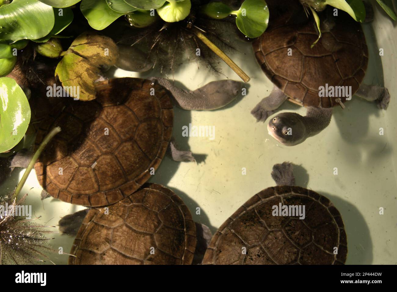 Rare and threatened species of freshwater turtle, the critically endangered Rote Island's endemic snake-necked turtles (Chelodina mccordi) at a licensed ex-situ wildlife breeding farm in Jakarta, Indonesia. Stock Photo