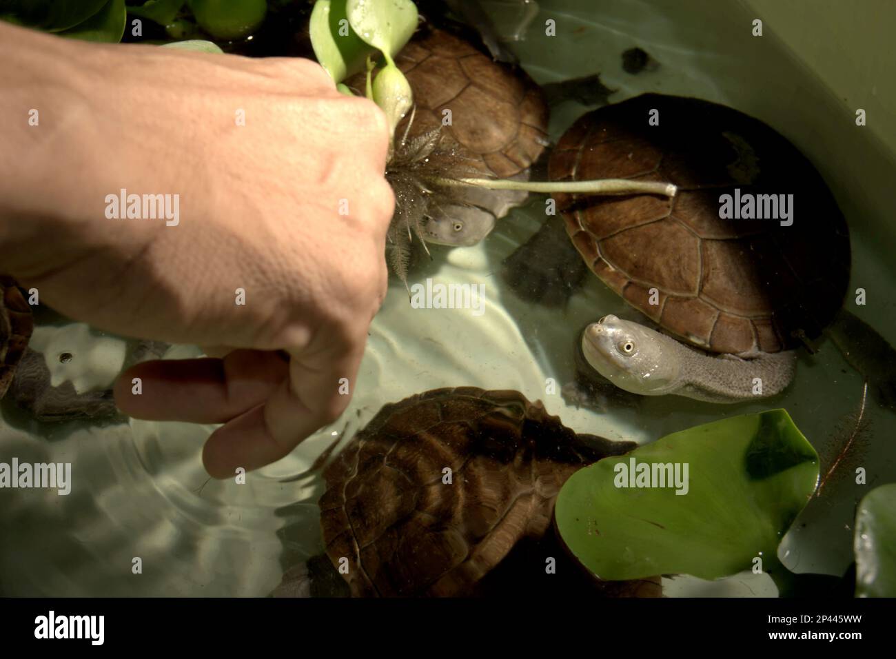 Freshwater turtles that are threatened by extinction risk (critically endangered) and are endemic to Rote Island of Indonesia, the snake-necked turtles (Chelodina mcccordi), at a licensed ex-situ wildlife breeding facility in Jakarta. Stock Photo