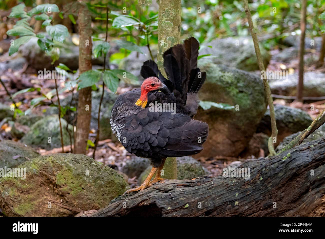 Australian Brushturkey (Alectura lathami) preening on the ground in the rainforest, Bonadio