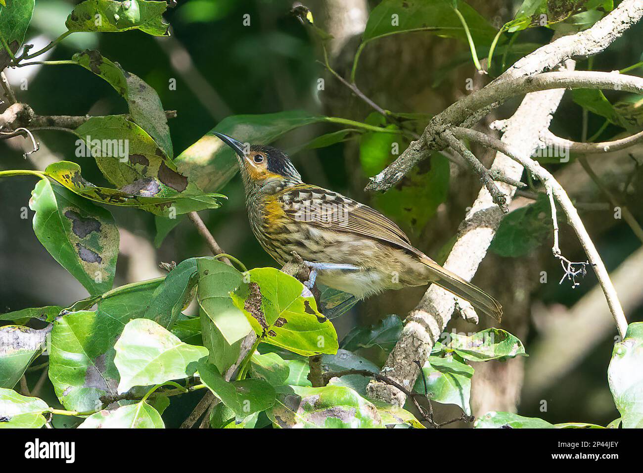 Macleay's Honeyeater (Xanthotis macleayana) perched in foliage in the rainforest, Atherton Tablelands, Far North Queensland, FNQ, QLD, Australia Stock Photo