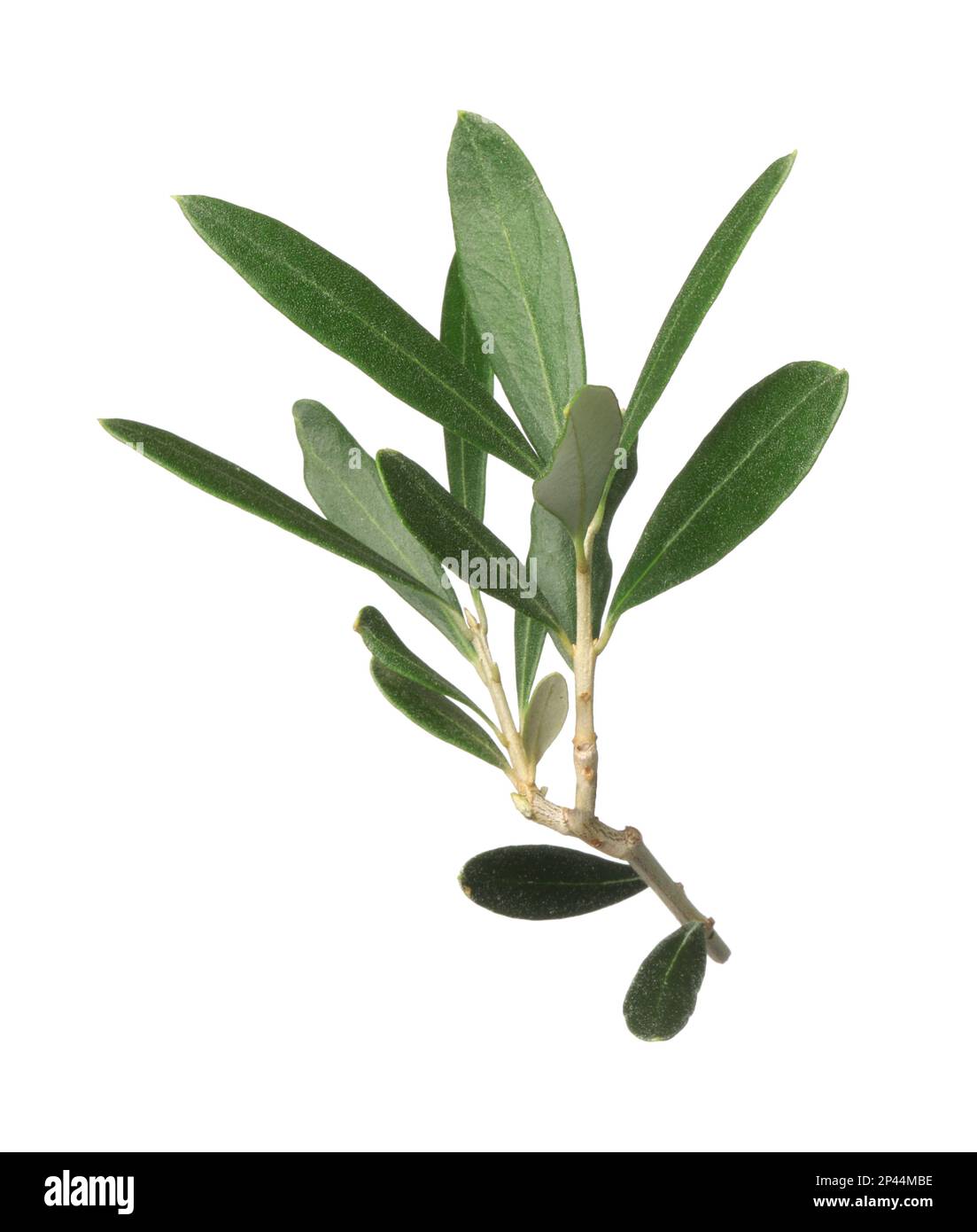 Olive tree branch with green leaves on white background Stock Photo - Alamy