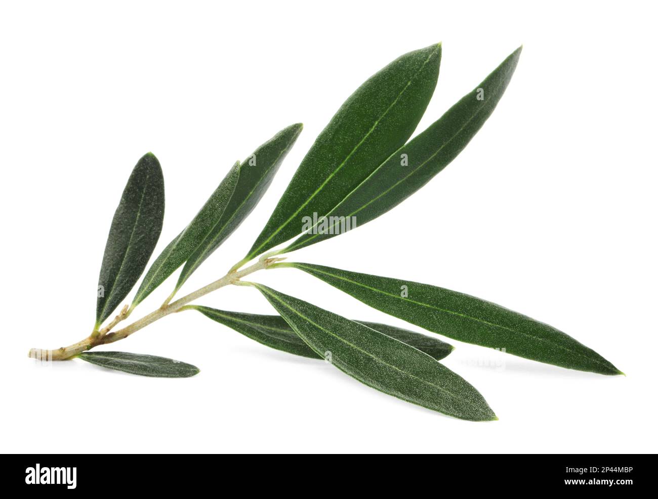 Olive tree branch with green leaves on white background Stock Photo - Alamy