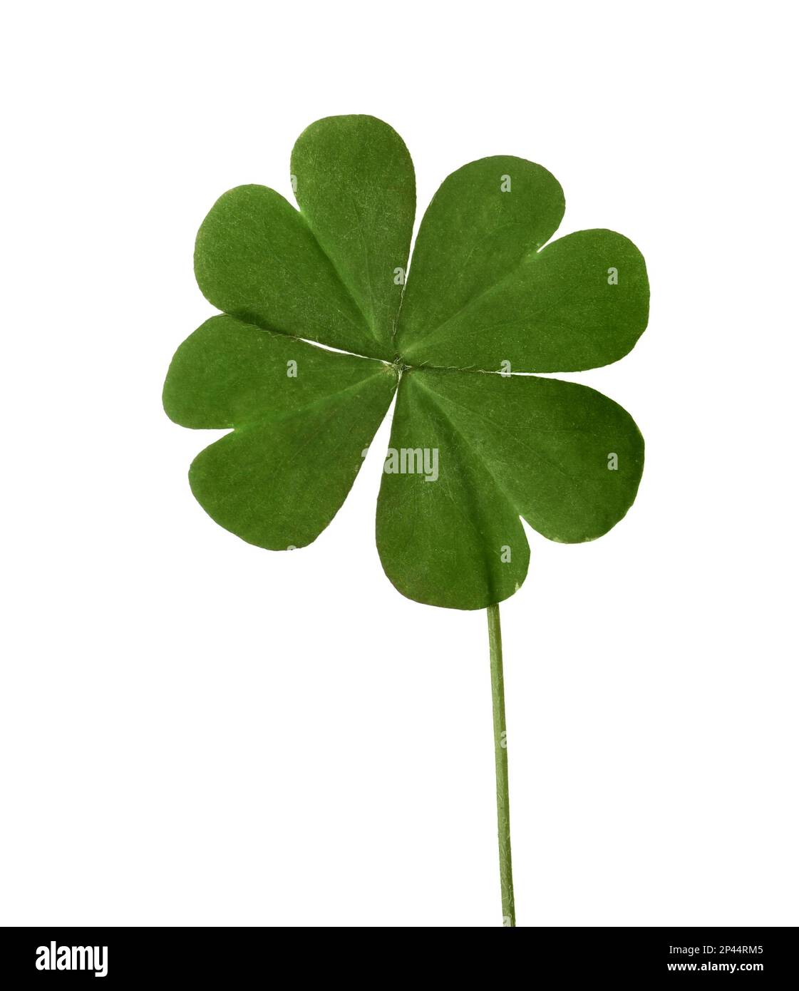 Green four leaf clover isolated on white Stock Photo Alamy