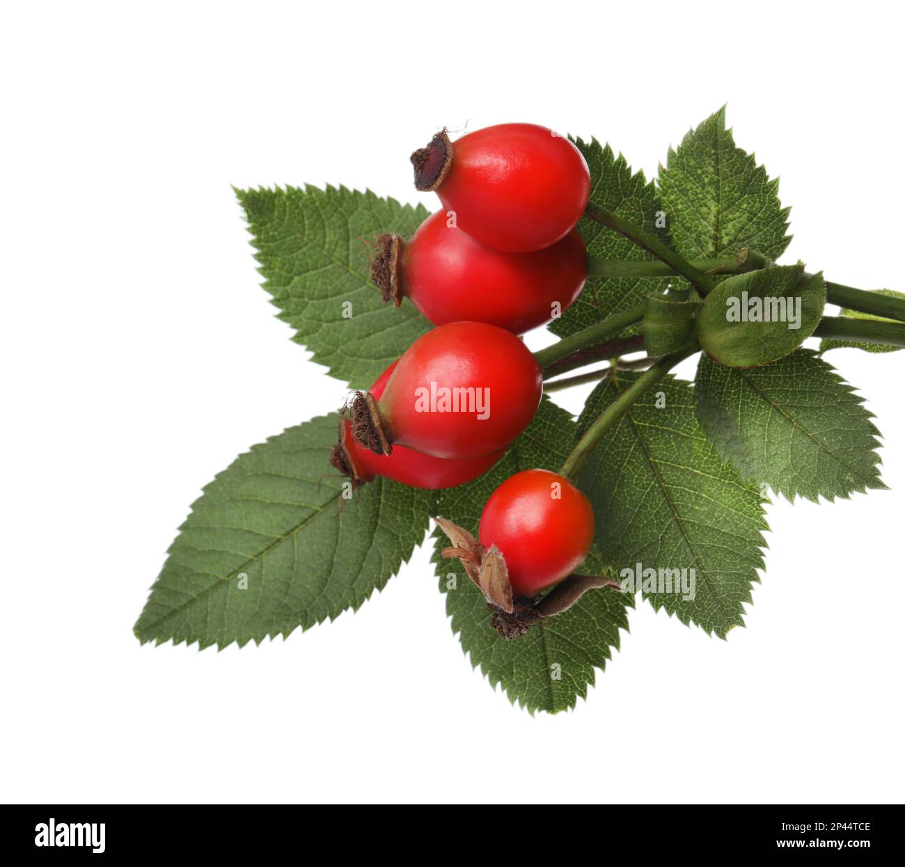 Ripe rose hip berries with green leaves on white background Stock Photo ...