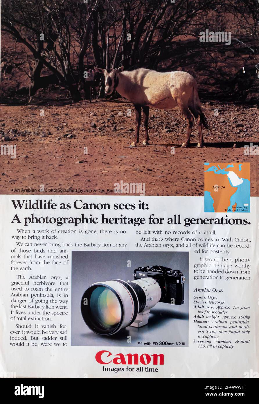 Canon photo camera long-lens, 300 mm advert in a Natgeo magazine June 1981 Stock Photo