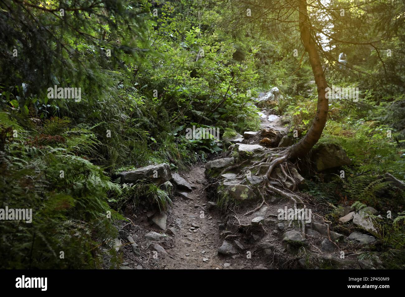 Mountain forest beautiful hi-res stock photography and images - Alamy
