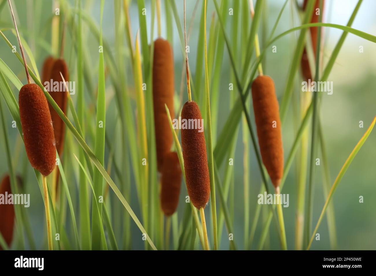 Beautiful reeds with brown catkins outdoors on sunny day Stock Photo ...