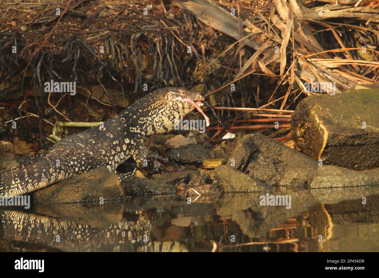 Land and Water Monitors in Sri Lanka. Visit Sri Lanka. Stock Photo