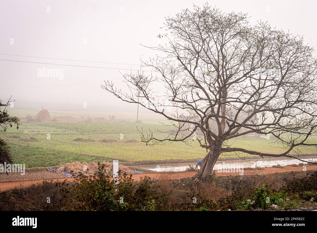 Fog in rural indian village hi-res stock photography and images - Alamy