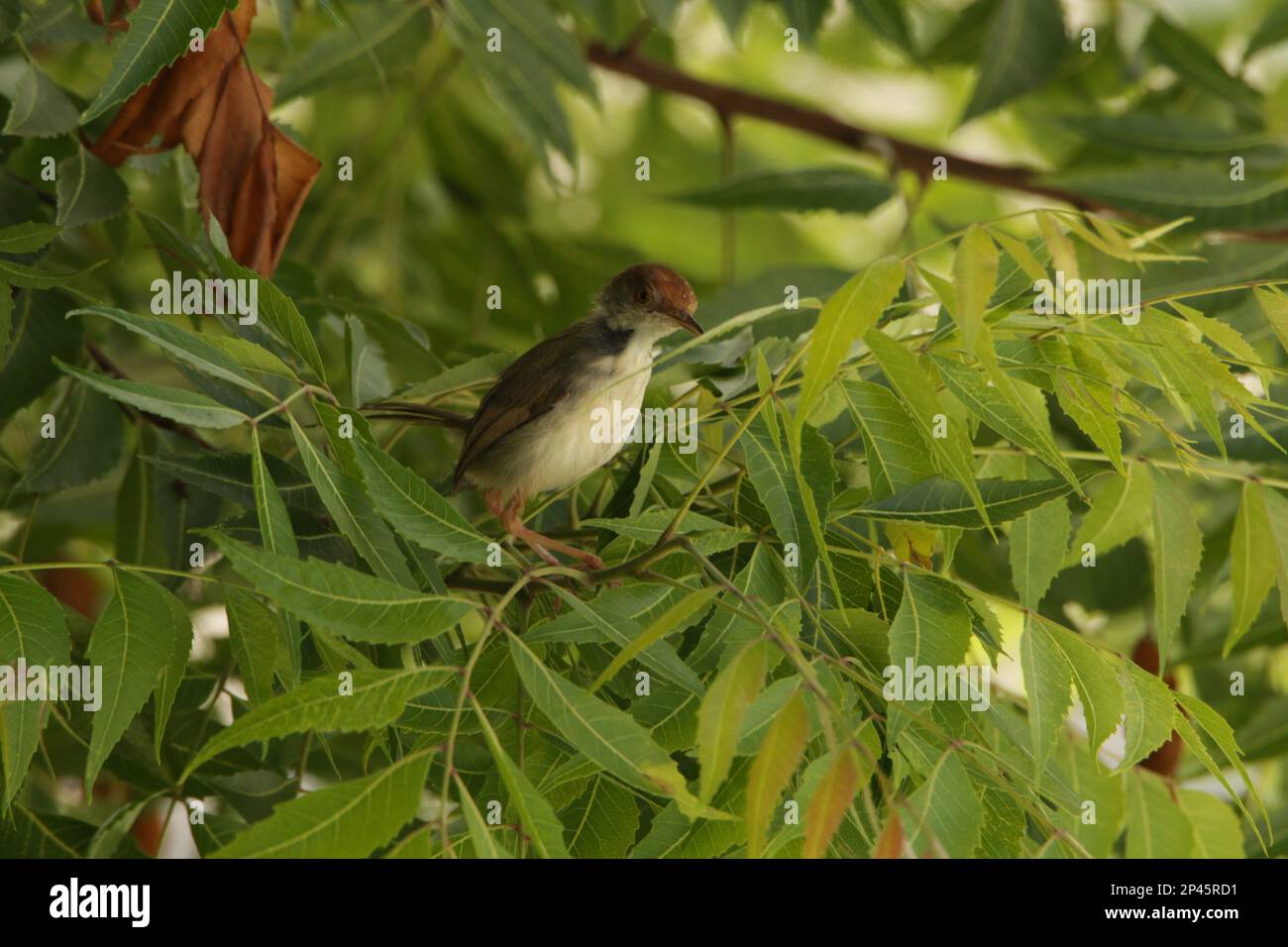 Sri Lankan Birds in the Wild, Visit Sri Lanka Stock Photo Alamy