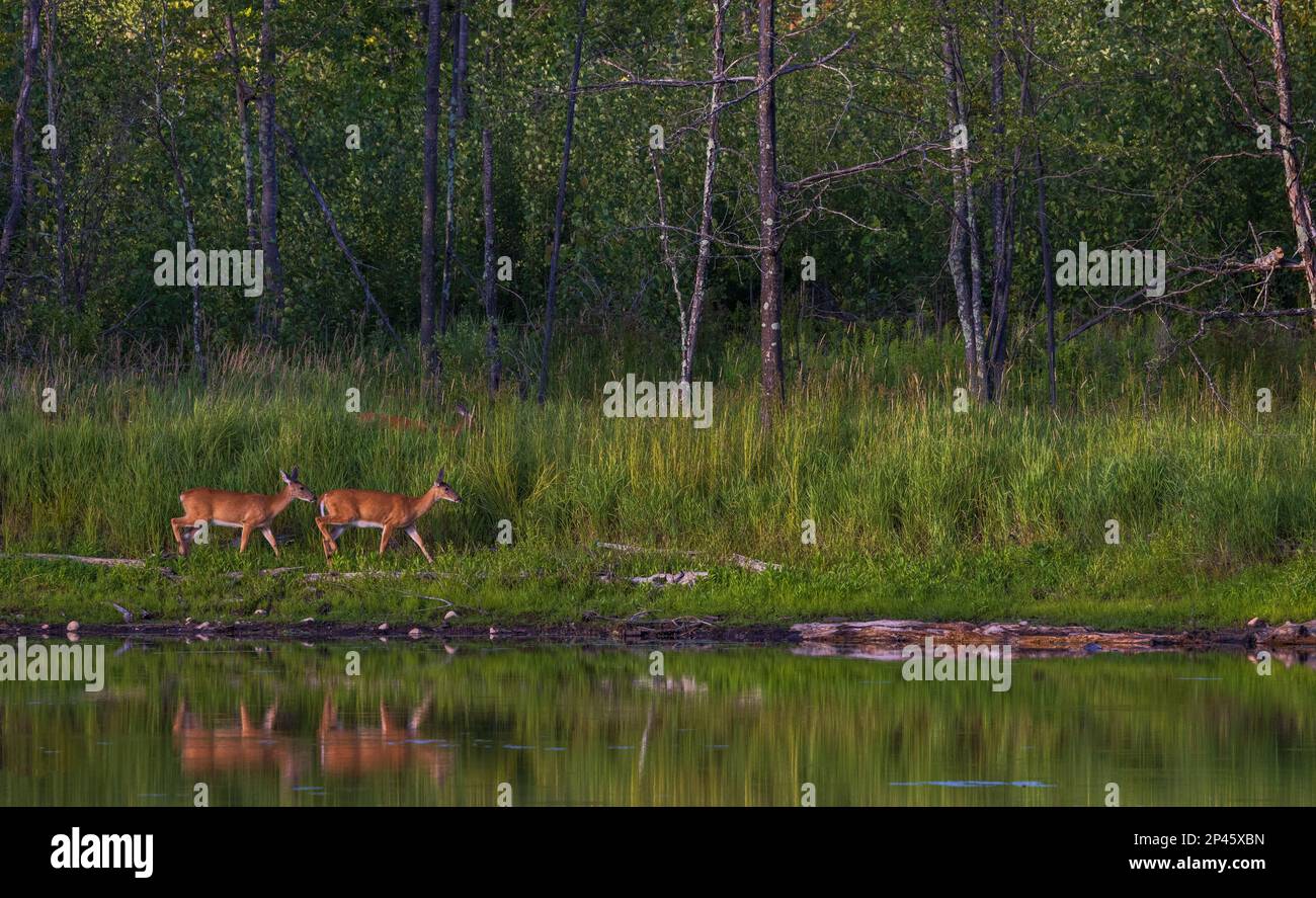White-tailed does walking along a shoreline in northern Wisconsin. Stock Photo