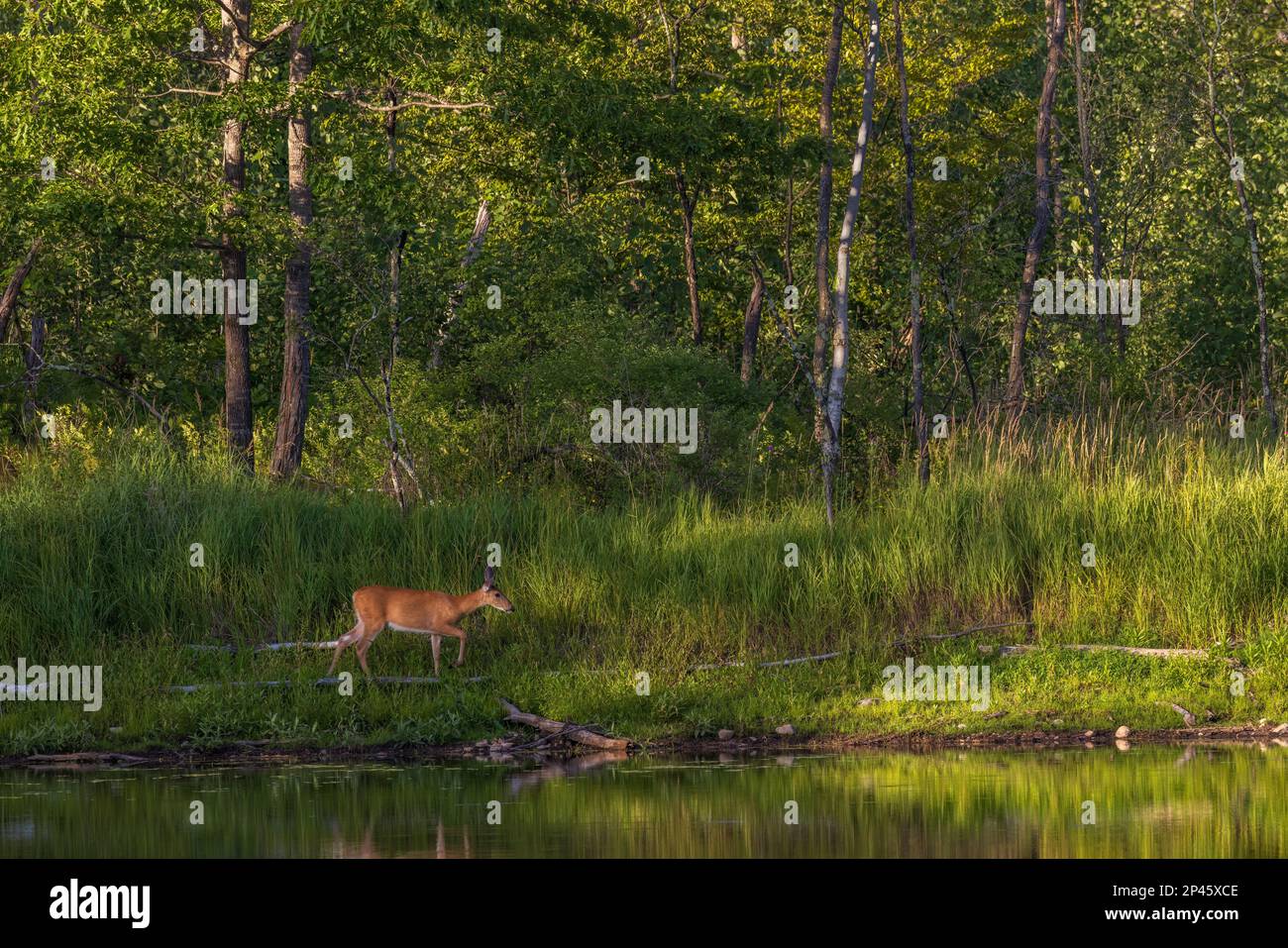 A white-tailed doe walking along a shoreline in northern Wisconsin. Stock Photo