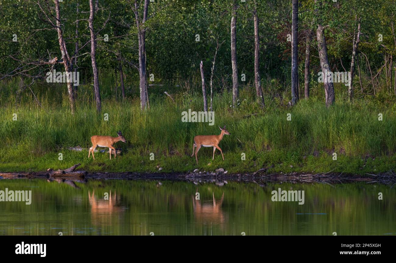 White-tailed does walking along a shoreline in northern Wisconsin. Stock Photo
