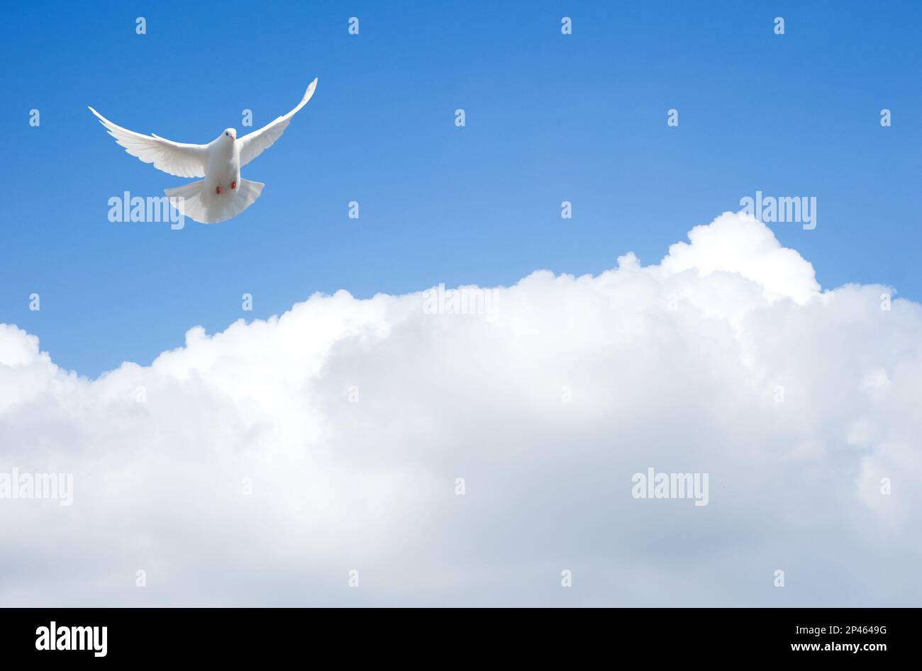 White dove flying in the sky Stock Photo Alamy