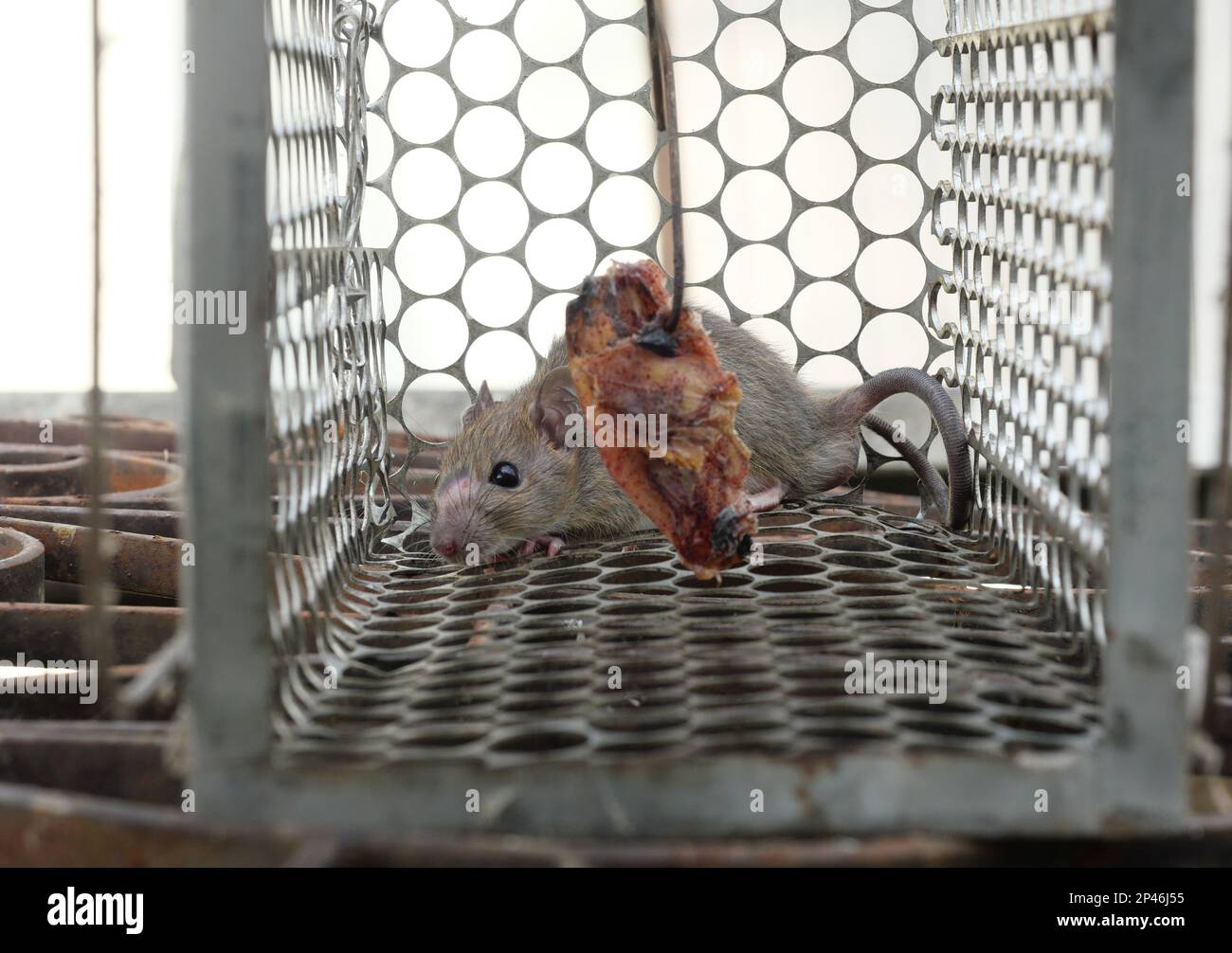 Close-up of a rat trapped in a mousetrap cage, Rodent control cage in house  Stock Photo - Alamy