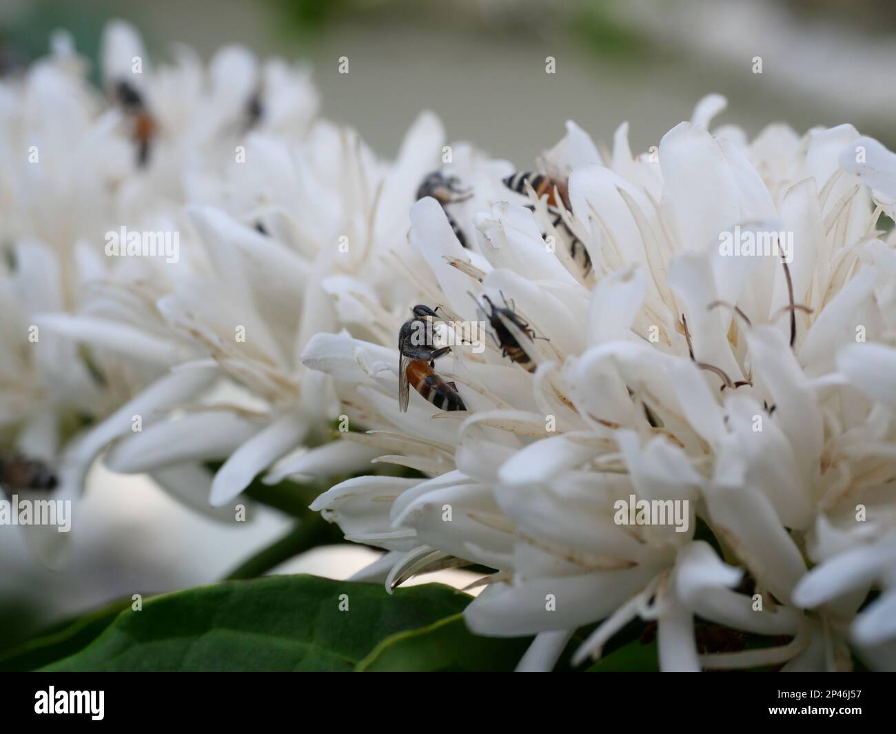 Group of Red dwarf Honey bee on Robusta coffee blossom on tree plant with green leaf with black color in background Stock Photo