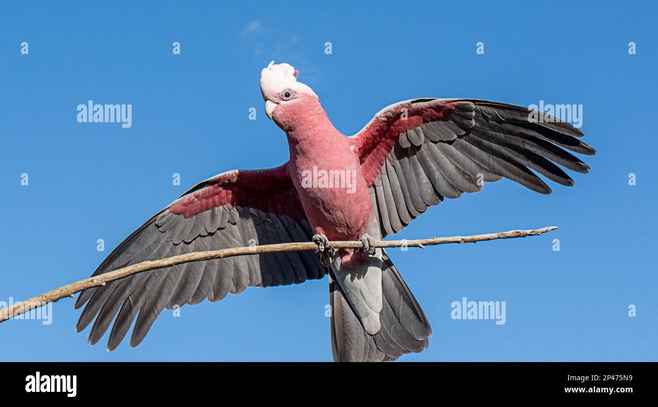 Australian galah,  Cacatua roseicapilla with wings open landing on a branch. Stock Photo