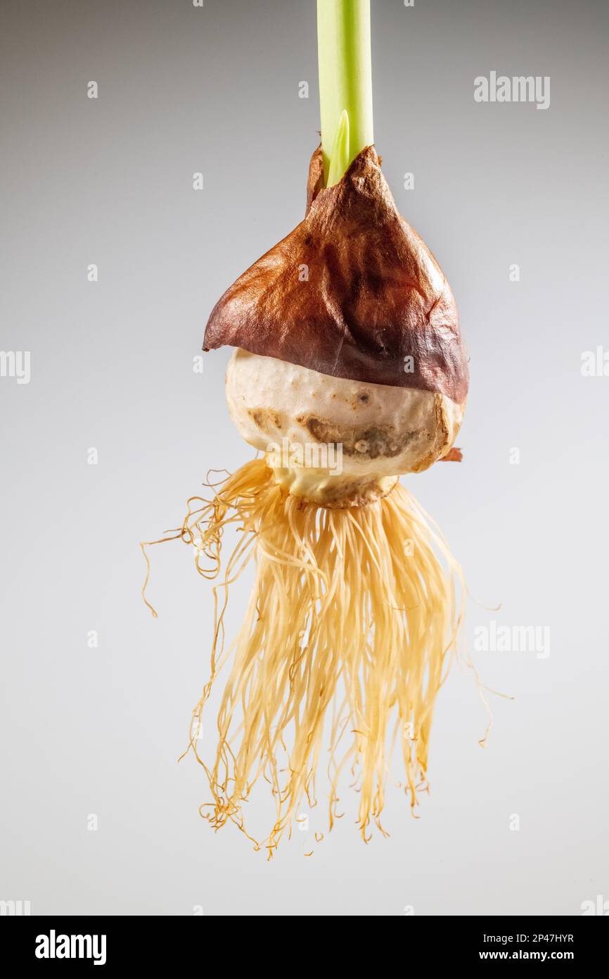 Tulip bulb with roots growing Tulipa cut out on white background