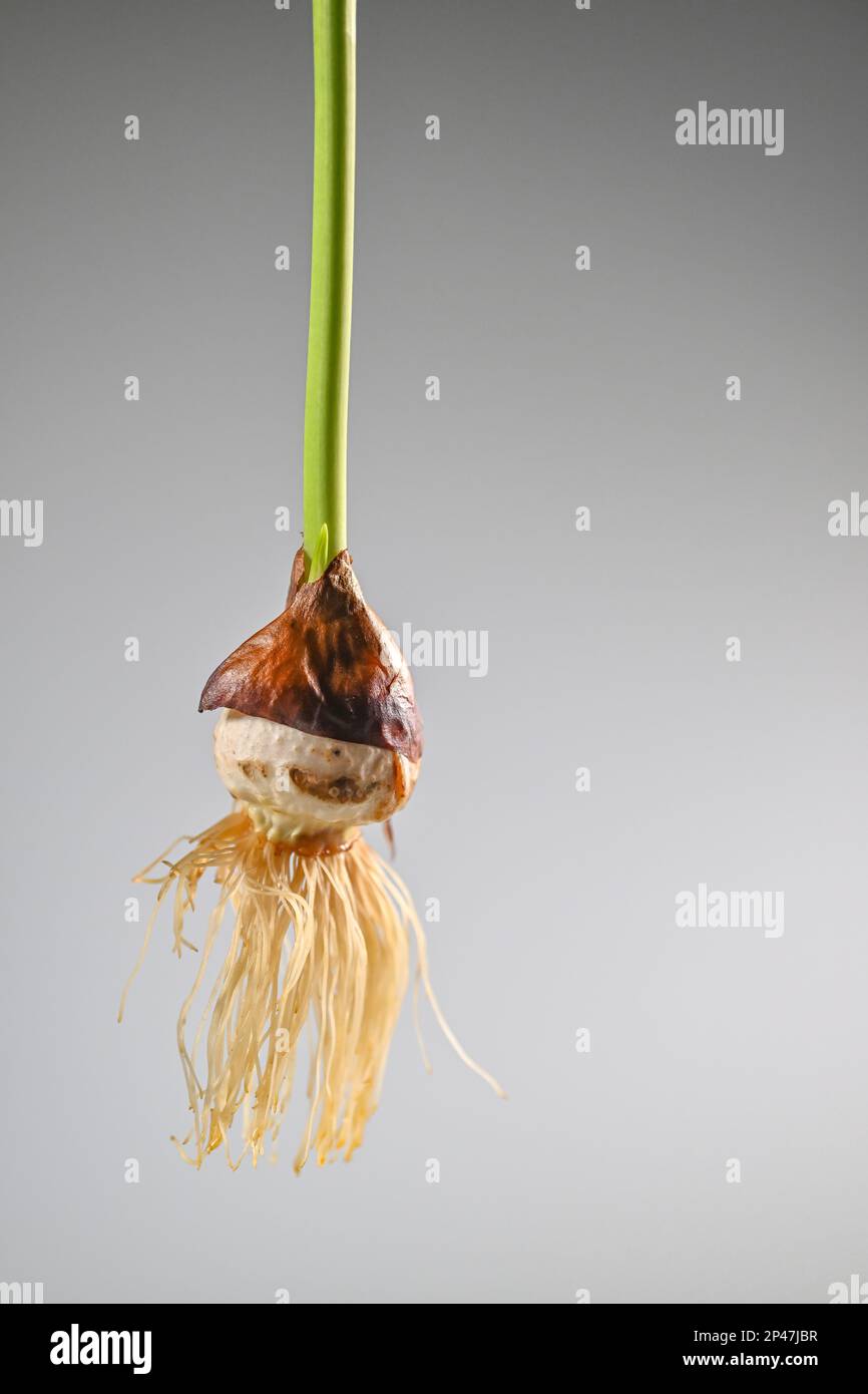 Tulip bulb with roots growing Tulipa cut out on white background