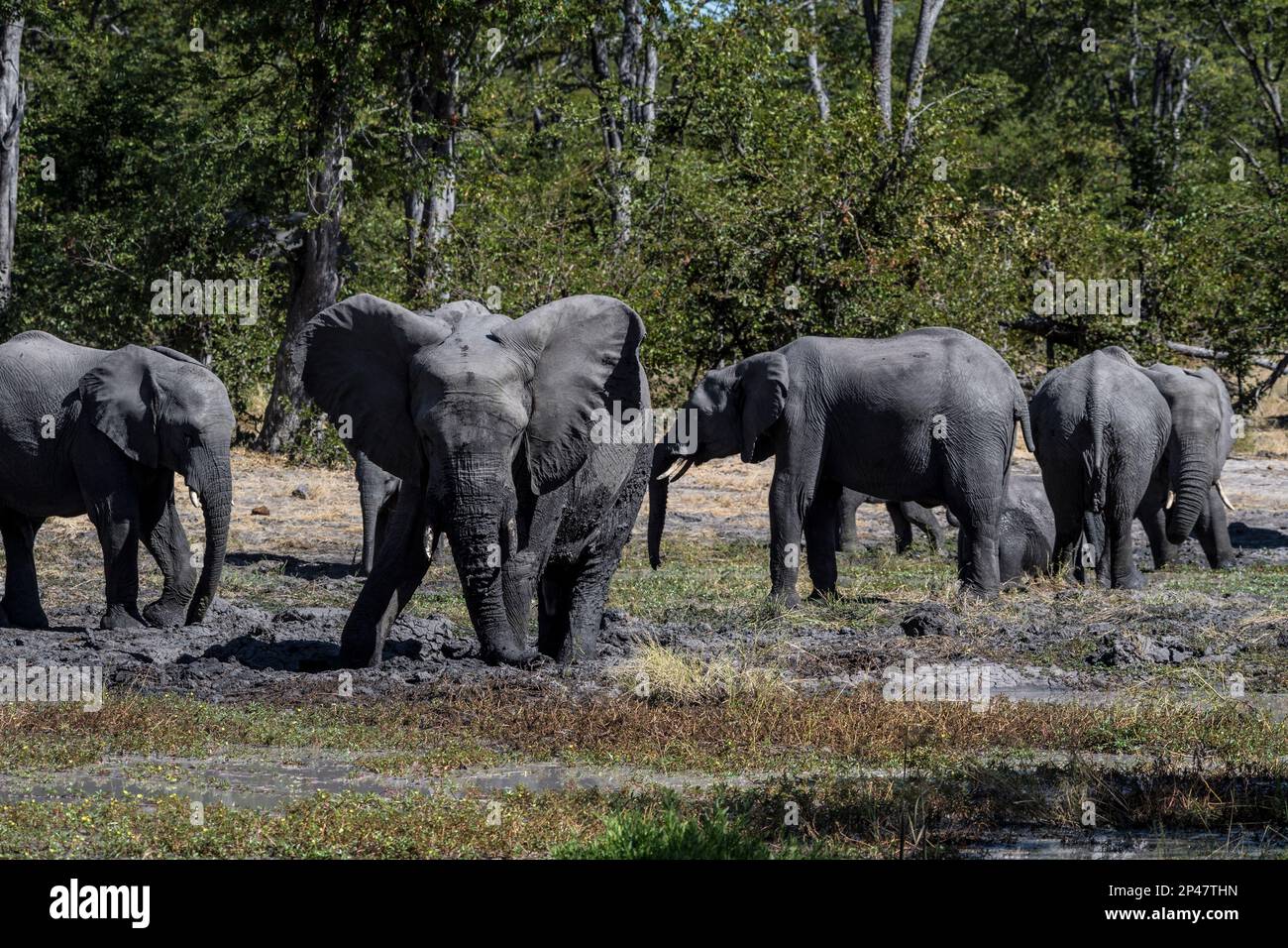 Africa, Botswana, Okavango Delta. A group of elephants layer themselves
