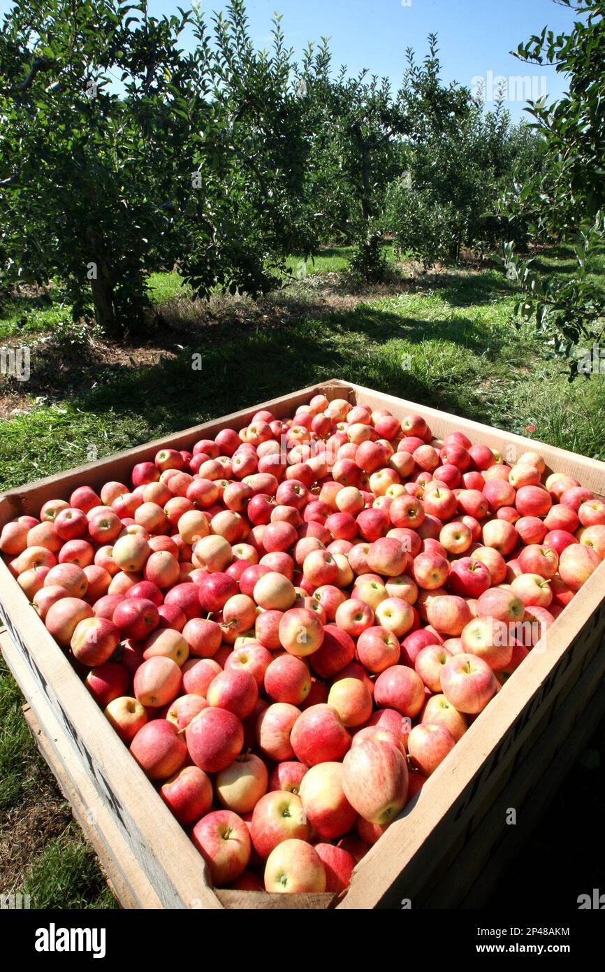 Granny Smith – Shenandoah Valley Orchards