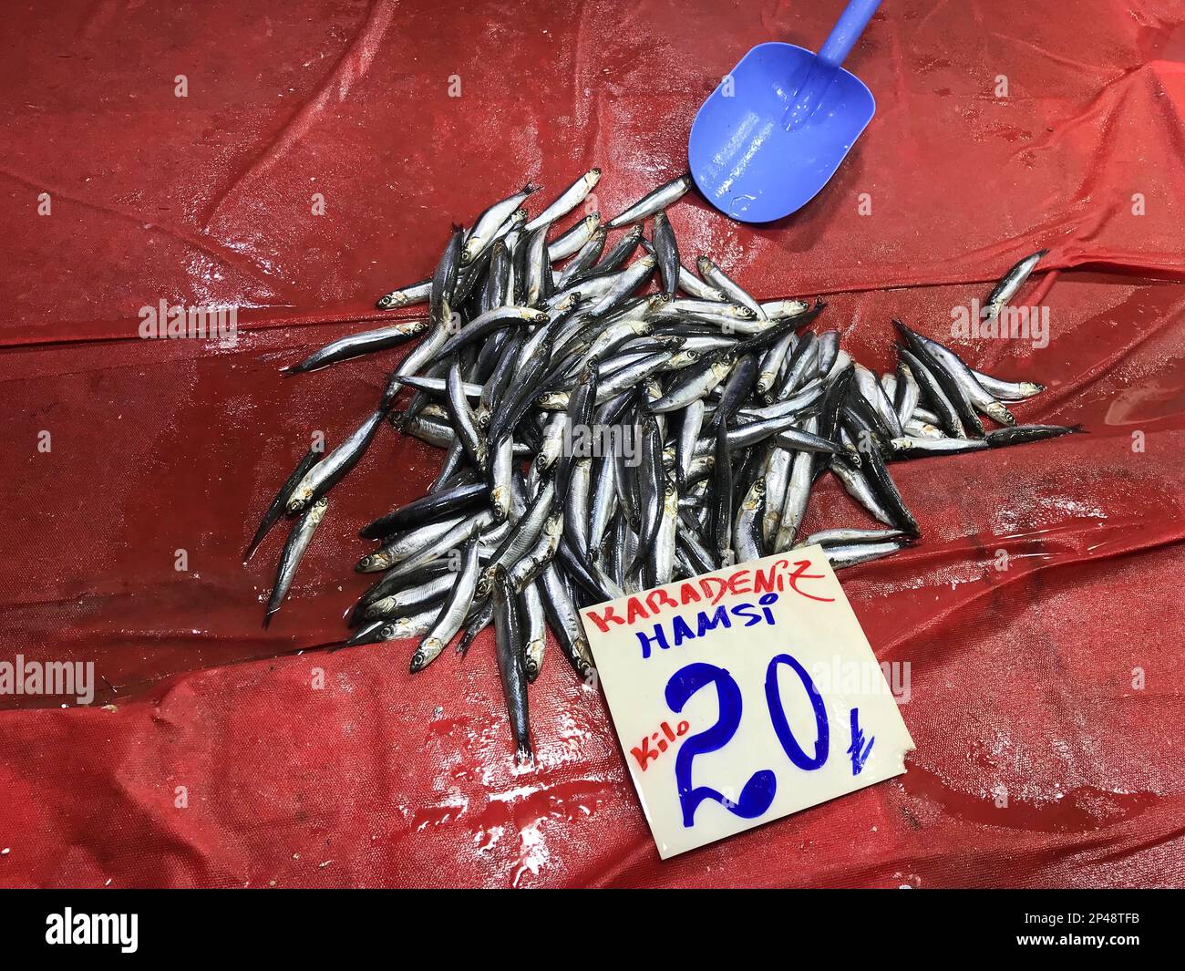 Raw anchovies (Turkish: Hamsi) on the fish counter Stock Photo - Alamy
