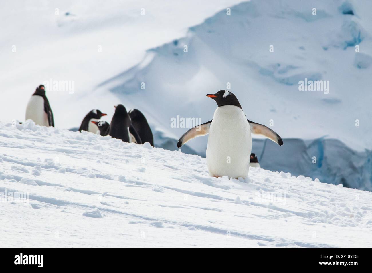 Group of Gentoo penguins (genus Pygoscelis) on Antarctic Peninsula