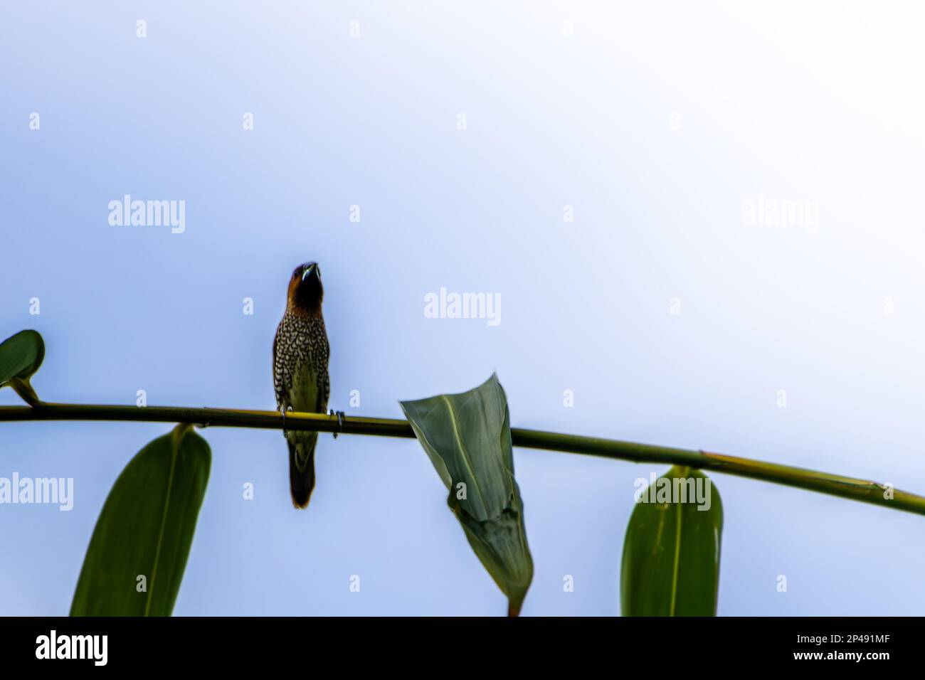 A bird of the type Estrildidae sparrow or estrildid finches perched on a branch on a sunny morning, background in the form of blurred green leaves in Stock Photo