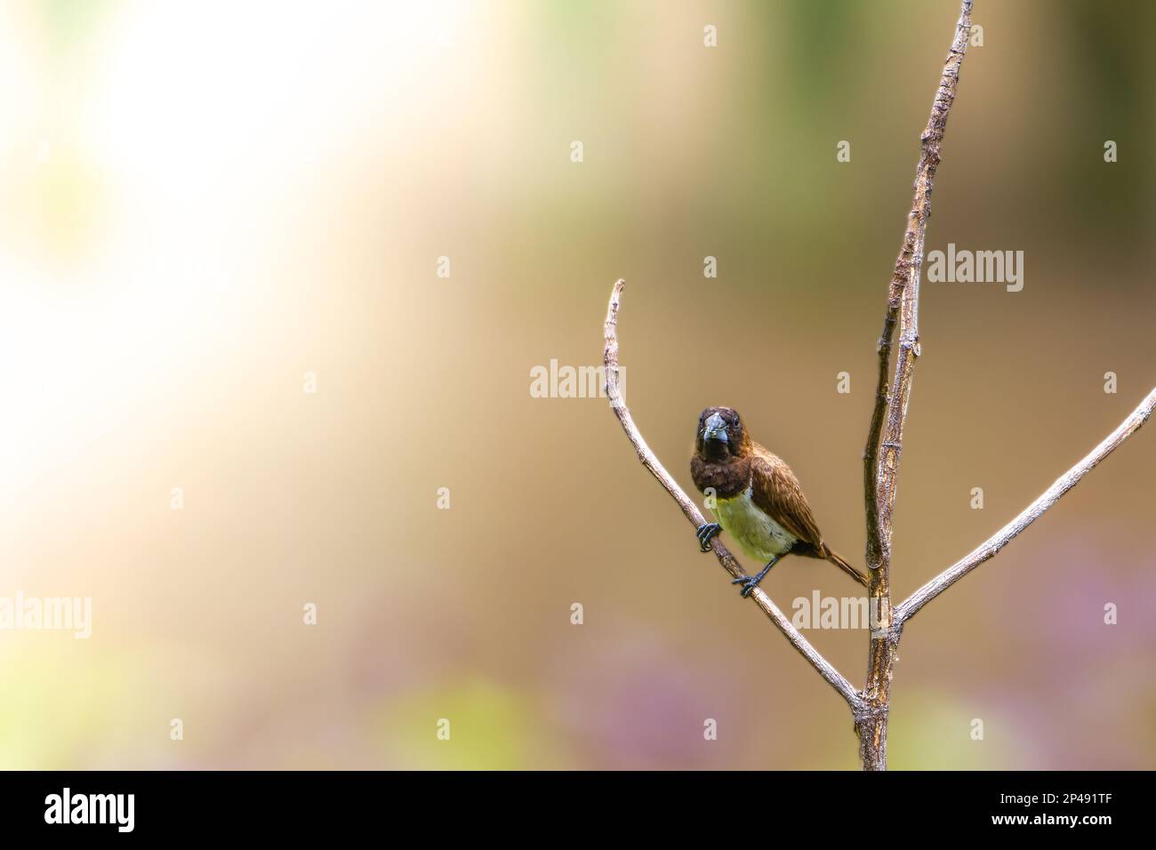 A bird of the type Estrildidae sparrow or estrildid finches perched on a branch on a sunny morning, background in the form of blurred green leaves in Stock Photo