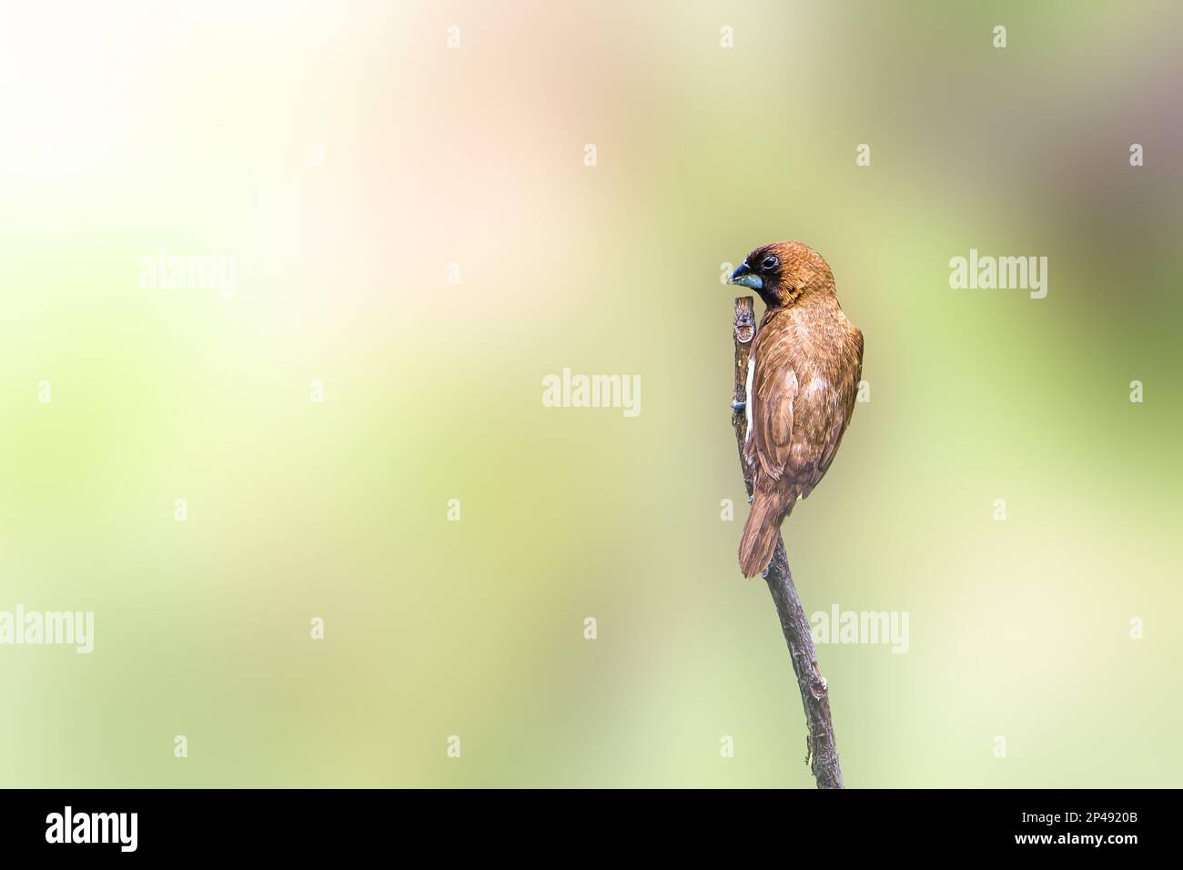 A bird of the type Estrildidae sparrow or estrildid finches perched on a branch on a sunny morning, background in the form of blurred green leaves in Stock Photo