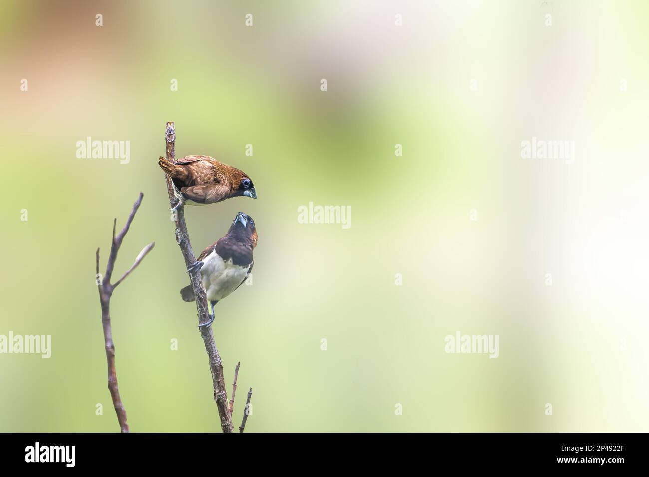 Two birds of the type Estrildidae sparrow or estrildid finches perched on a branch on a sunny morning, background in the form of blurred green leaves Stock Photo
