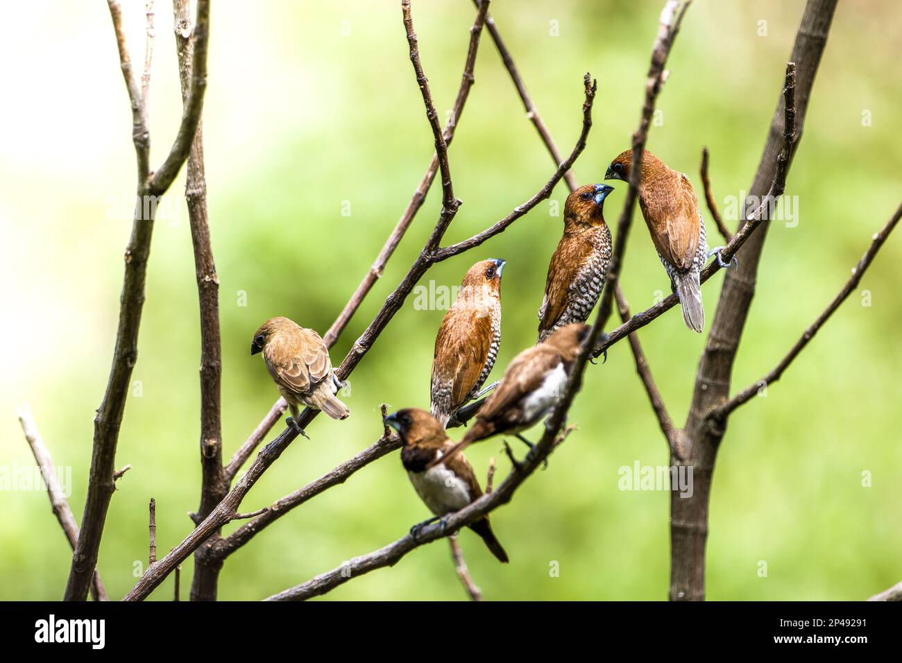 A group of birds of the type Estrildidae sparrow or estrildid finches perched on a bamboo branch in a sunny morning, a background of blurred green lea Stock Photo