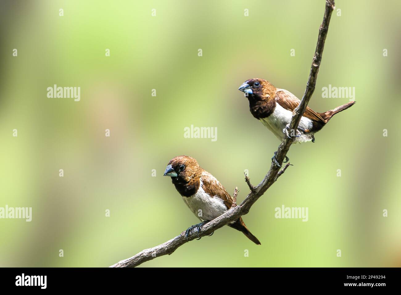 Two birds of the type Estrildidae sparrow or estrildid finches perched on a branch on a sunny morning, background in the form of blurred green leaves Stock Photo