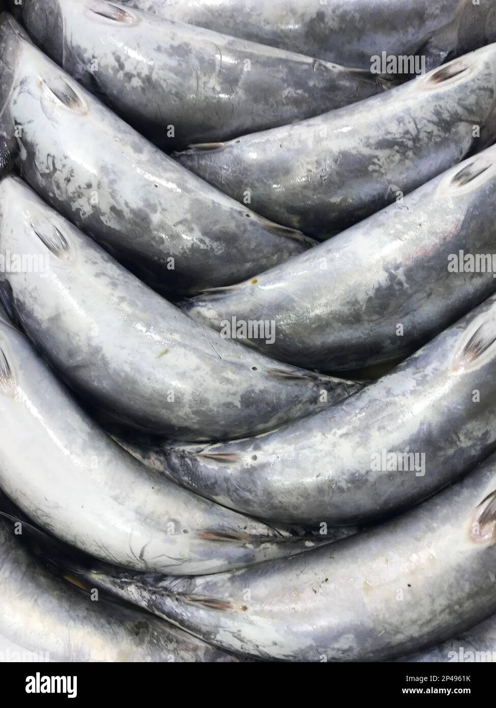 Raw Bonito fish (Turkish: Palamut) on the fish counter. Stock Photo