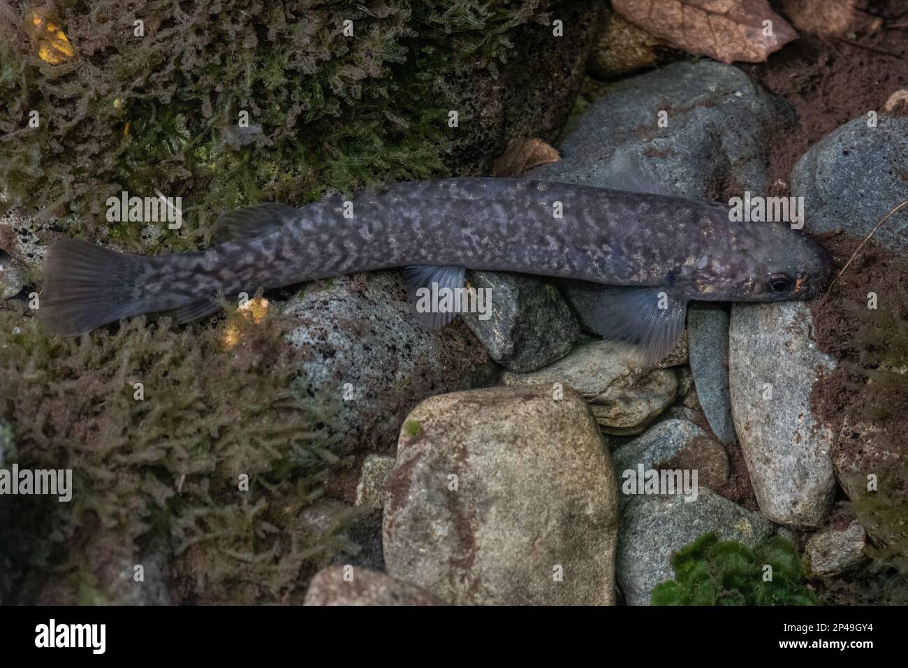 climbing galaxias or koaro (Galaxias brevipinnis) is a freshwater fish native to Aotearoa New Zealand, seen in a forest stream in the South Island. Stock Photo