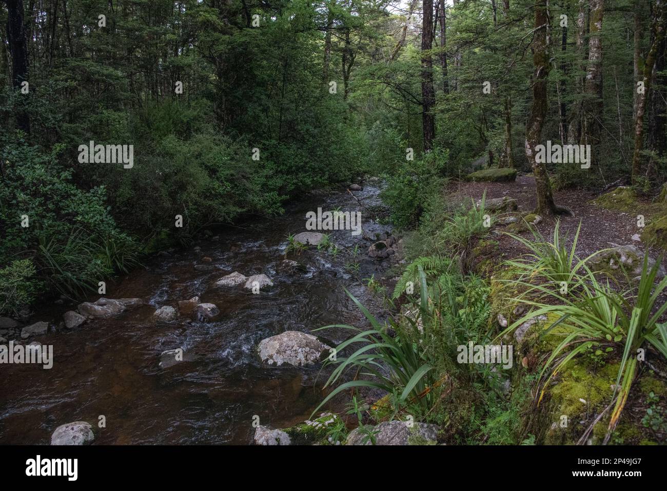 A stream flowing through a forest in Nelson lakes National park in Nelson Tasman, Aotearoa New Zealand. Stock Photo