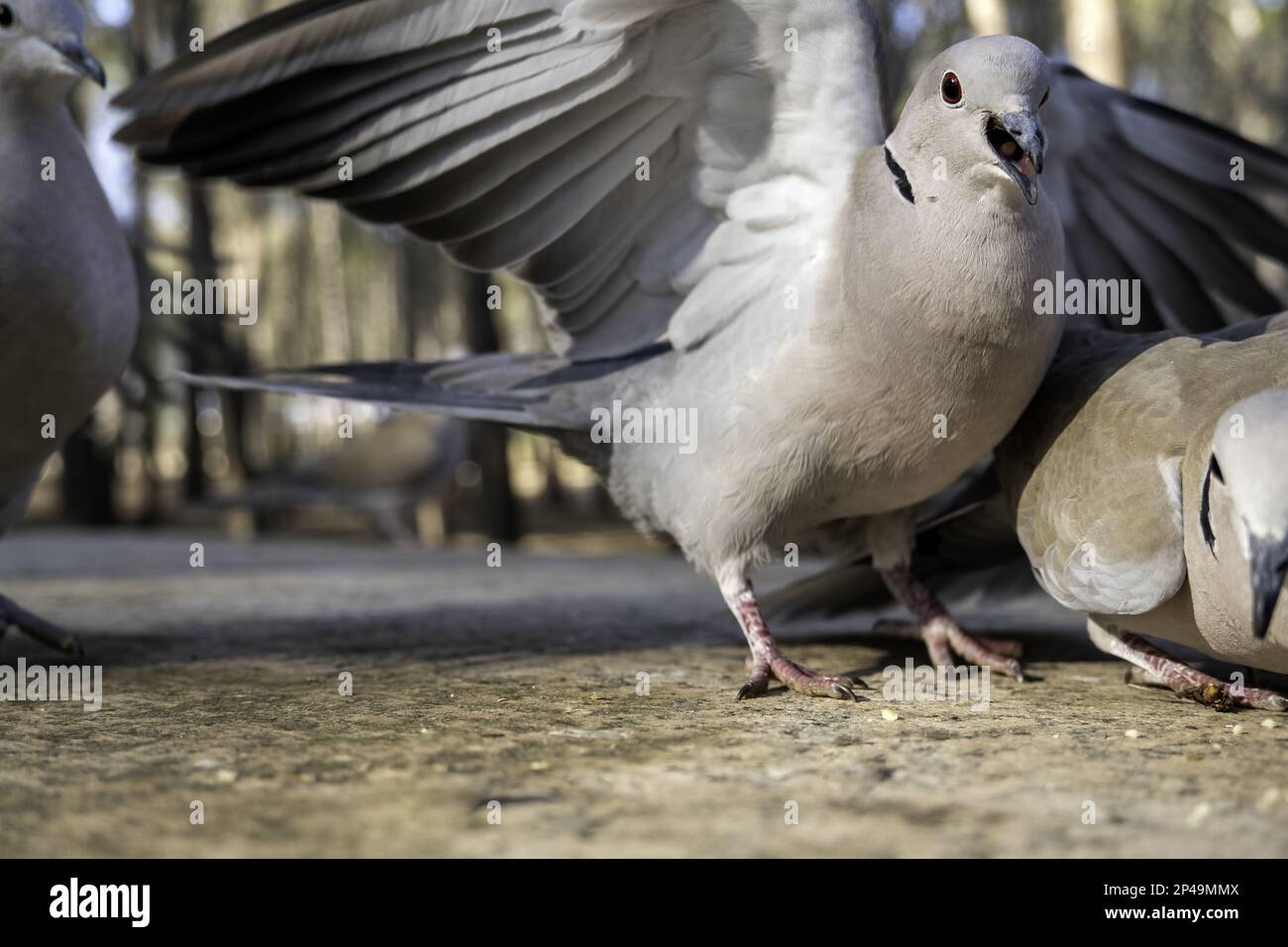 Detail of wild birds eating in nature, birds in freedom Stock Photo Alamy