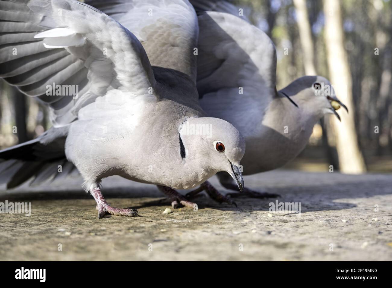 Detail of wild birds eating in nature, birds in freedom Stock Photo Alamy