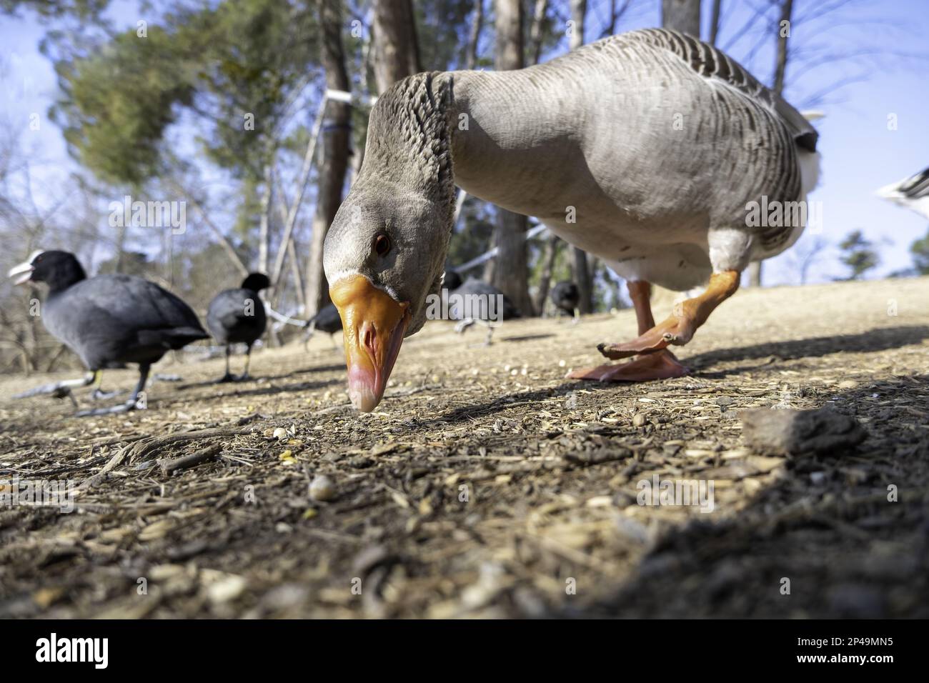 Detail of wild bird eating in a park in nature, animal in freedom Stock