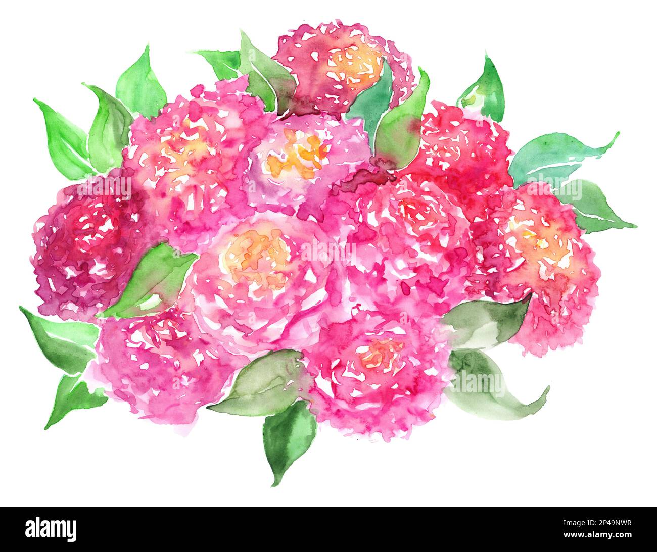 Watercolor pink rose peony flower floral composition bouquet isolated ...