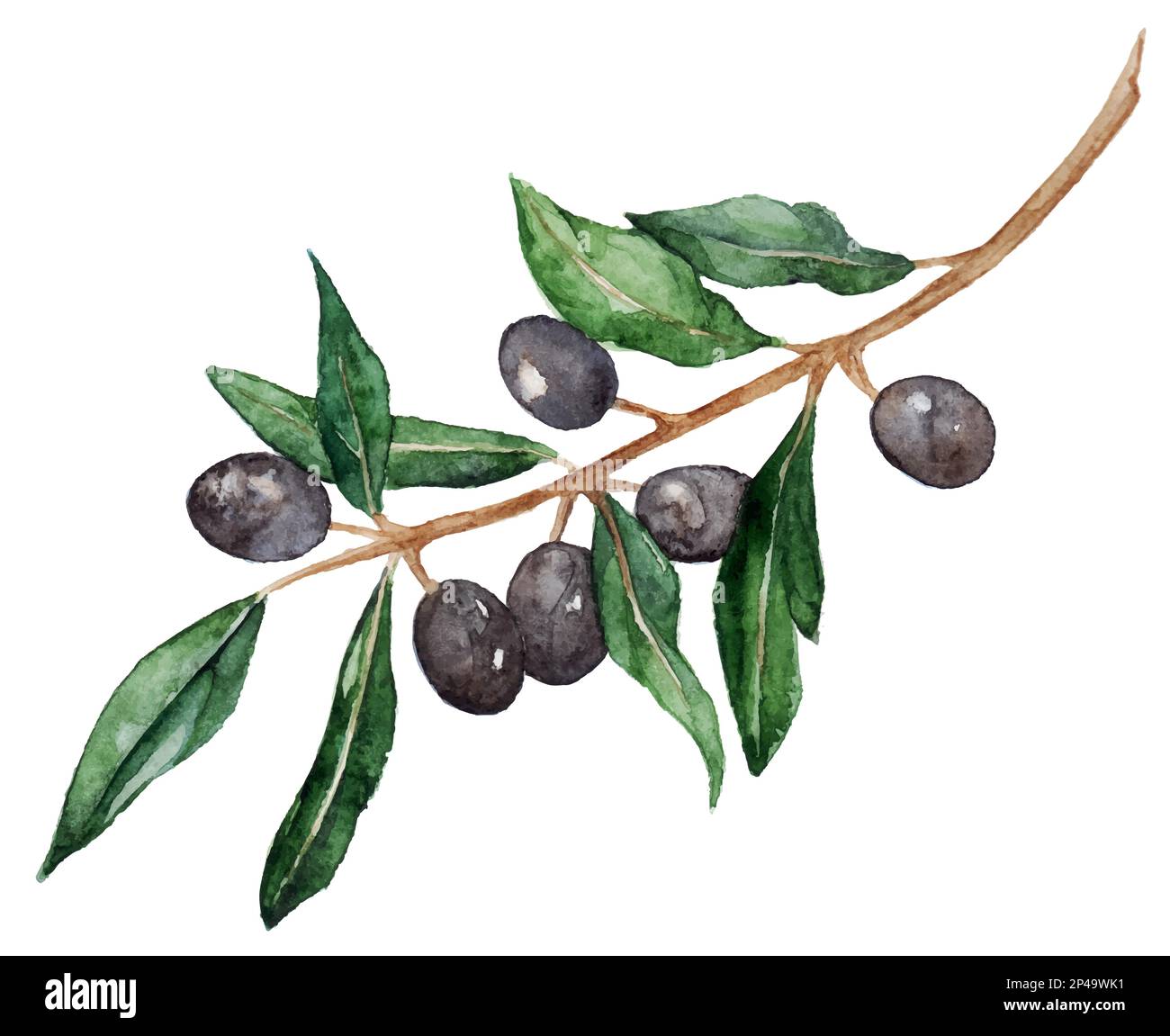 Watercolor olive oliva branch with olives isolated vector Stock Vector ...
