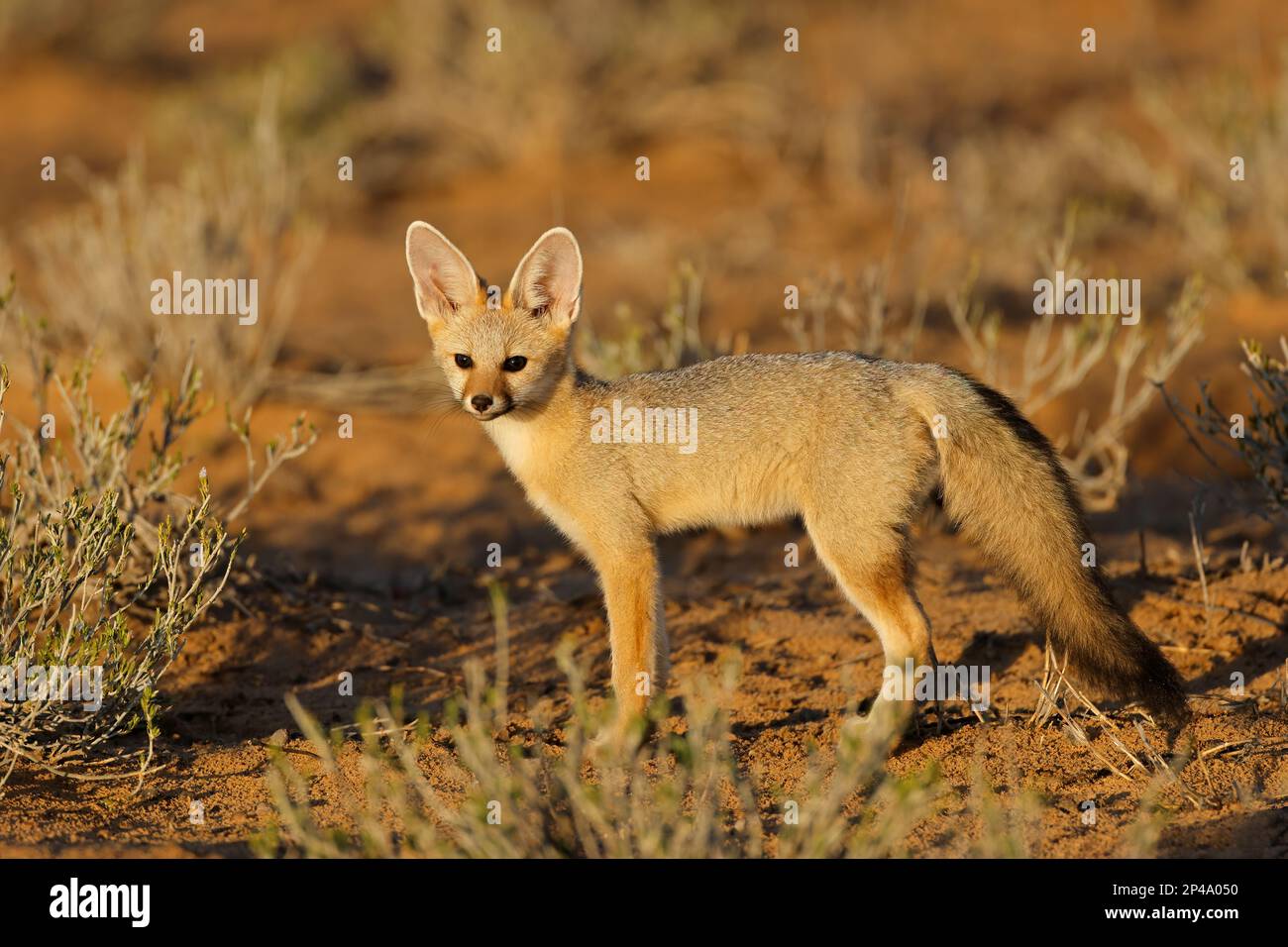 A Cape fox (Vulpes chama) in early morning light, Kalahari desert, South Africa Stock Photo